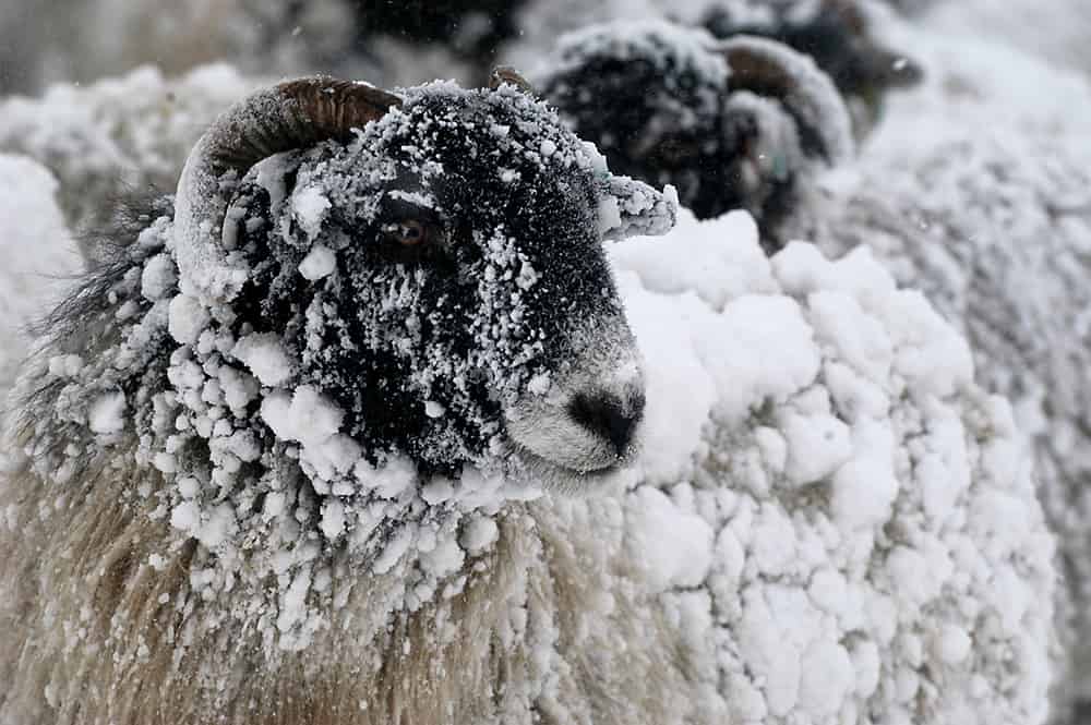 Natural Fibre Insulation Thermafleece CosyWool Sheeps Wool Insulation